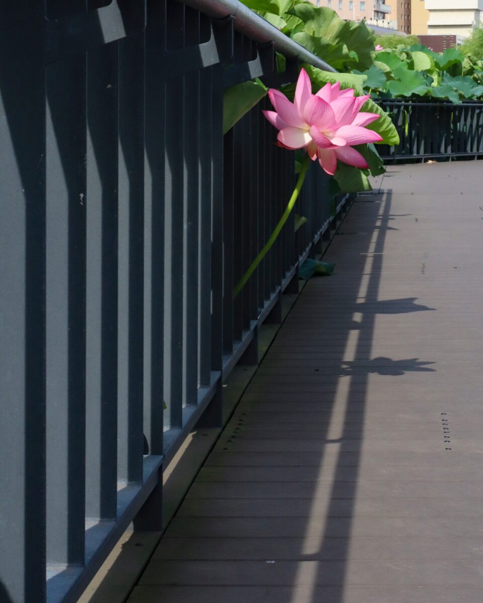 写真：大手門の堀