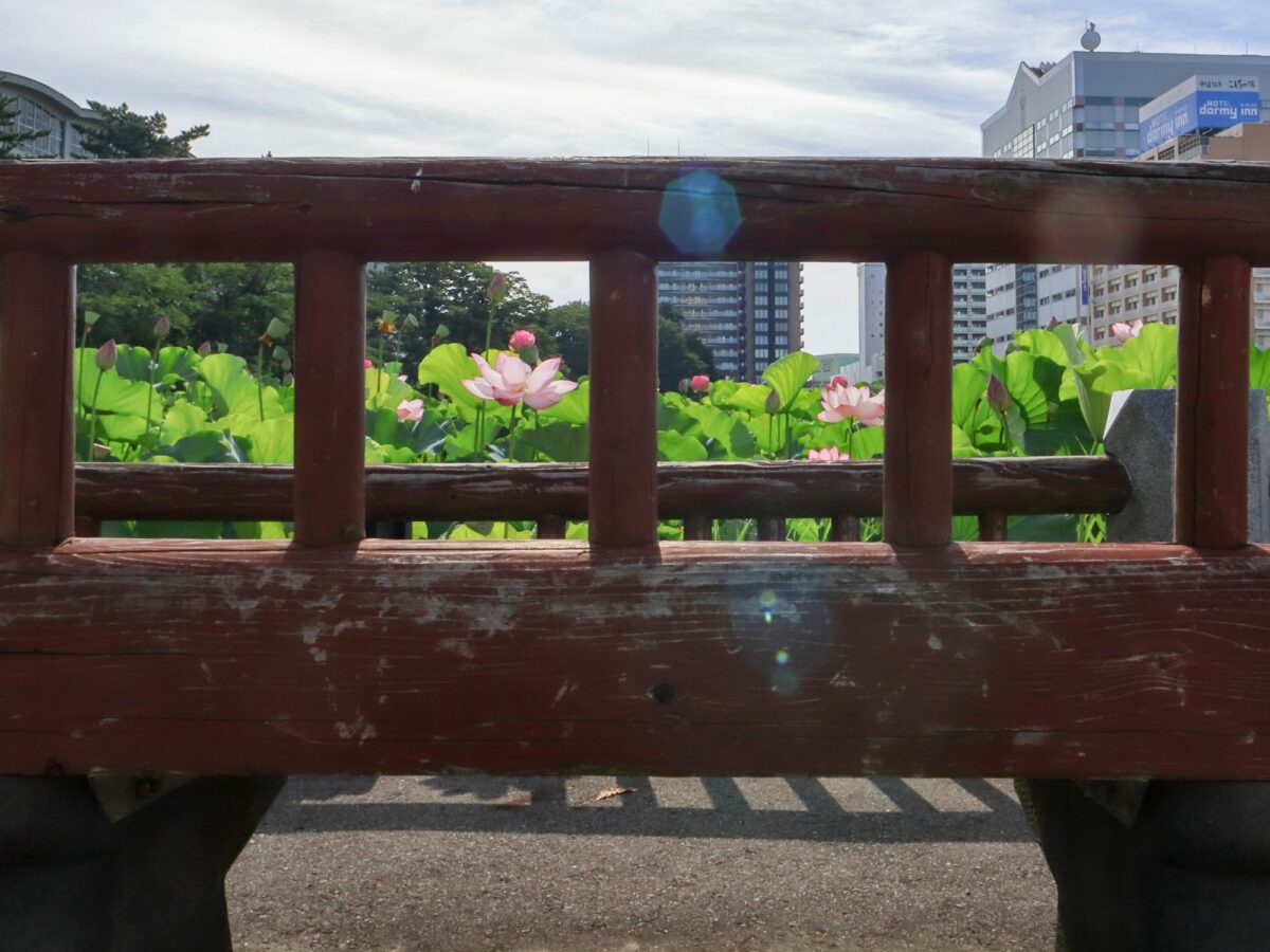写真：大手門の堀