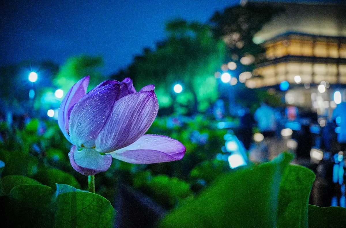 写真：大手門の堀