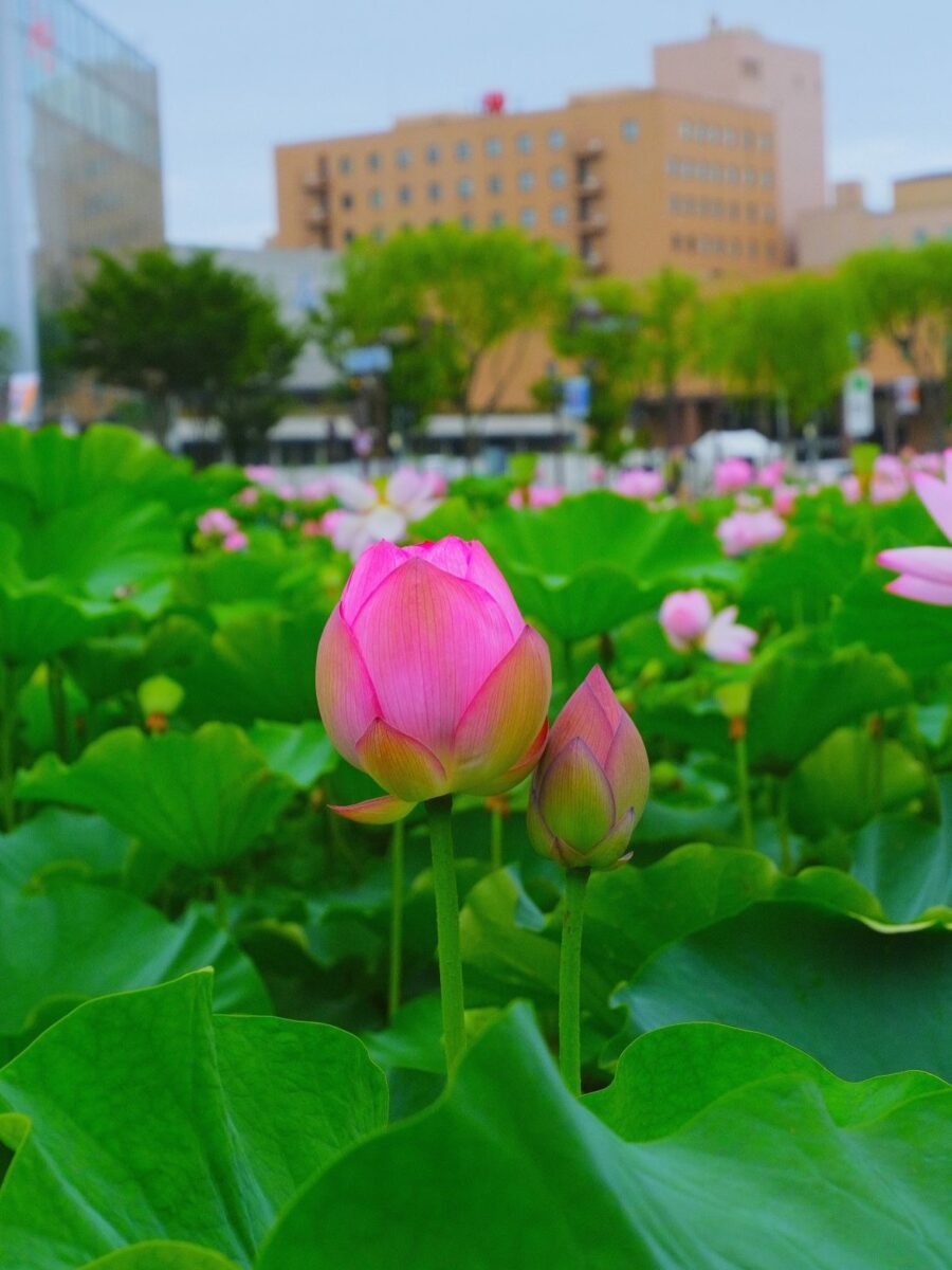 写真：千秋公園