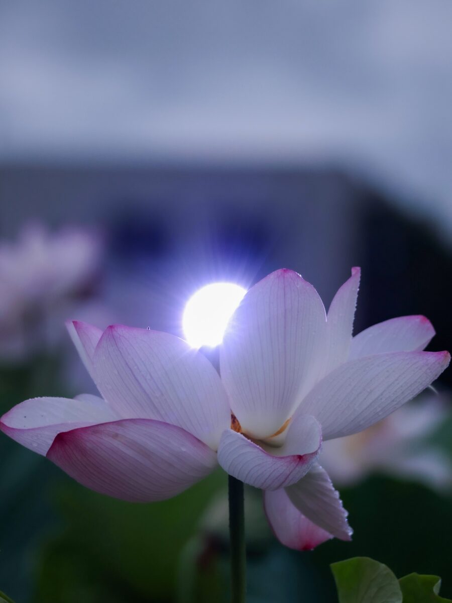 写真：大手門の堀