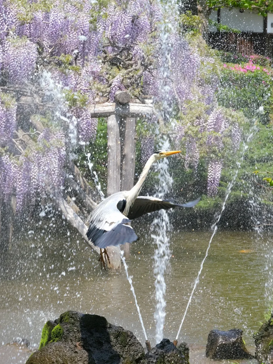 写真：千秋公園